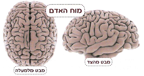 (בספר תמונה:) מוח האדם. מבט מהצד ומבט מלמעלה.